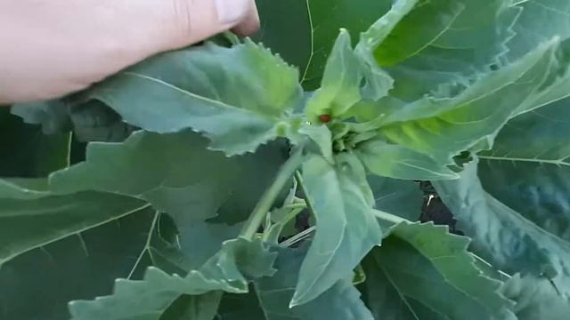 Подсолнечник Аркадия ,LG59580 и какими фунгицидами я боролся с Септориозом? смотреть онлайн