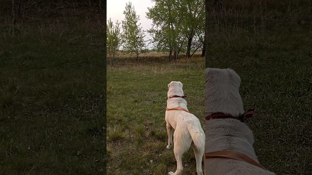 прогулка среднеазиатсеая овчарка алабай напугали металлокопщиков) смотреть онлайн