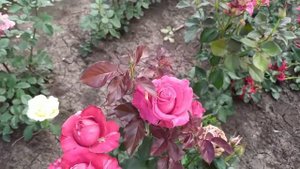 ШАНГРИ-ЛА (Shangri-La), Eqr Equatoroses, Эквадор, 2014 г. Срезочные (Florists Rose)