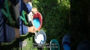 Подкормка плодовых деревьев и кустарников весной