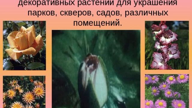 Урок цветоводство