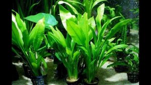 Эхинодорус амазонский (Echinodorus grisebachii)