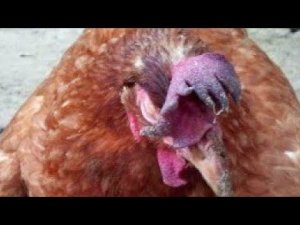 ПАСТЕРЕЛЛЕЗ куры дохнут, хрипят, гребень синеет.