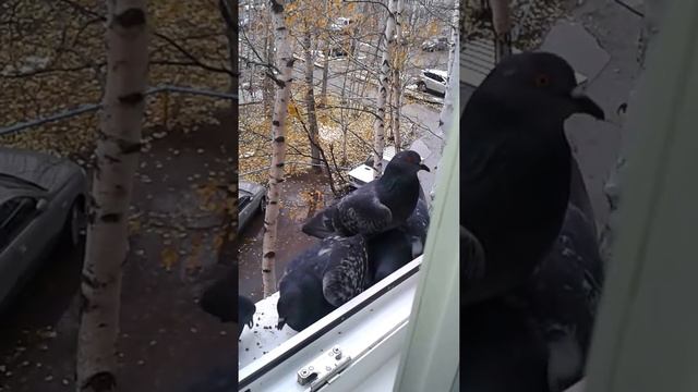 Голуби смотреть онлайн