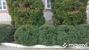 Самшит. Мой личный опыт.