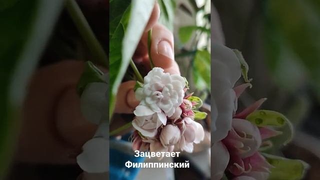 клеродендрум филиппинский/фрагранс