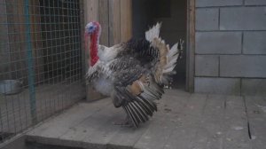 Индейка или индюшка? Интересные факты_Обзор пород индюков