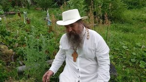 Полынь  - время сбора