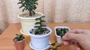 Крассула овата минор. Денежное дерево (толстянка).