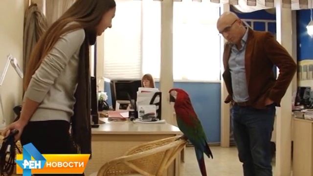 Животные в офисе - решение проблемы стресса для работников смотреть онлайн