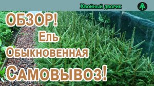 Ель обыкновенная Самовывоз!!! Обзор осень 2023 год!