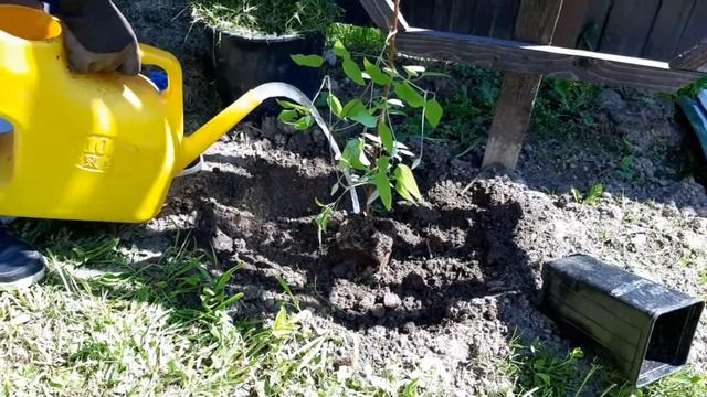 Высадка клематиса в открытый грунт. смотреть онлайн