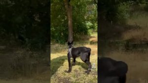 Бельгийская овчарка Малинуа 3.5 мес