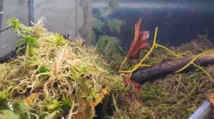 Мои крокодиловые сцинки. Содержание триболонтусов в террариуме.Кормление.