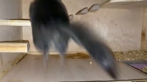 РАЗВЕДЕНИЕ ШИНШИЛЛ и как подобрать пару своему питомцу?