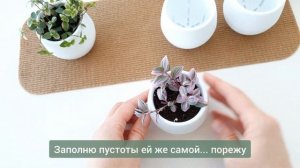 ТРАДЕСКАНЦИИ: КАК КРАСИВО ПОСАДИТЬ/ НОВЫЕ КРАСИВЫЕ СОРТА