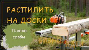 Платан слэбы