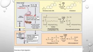 Lecture of Biochem on the topic GIT Part-II