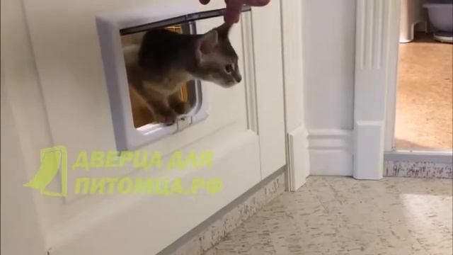 Межкомнатная дверца для кошки. смотреть онлайн