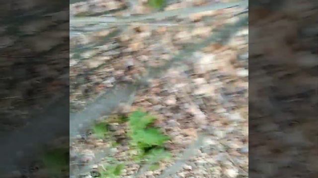 Открытие охоты на пушнину 03.11.2019г. Охота на куницу! смотреть онлайн