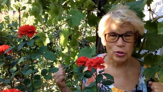 ДАЧНЫЙ БЛОГ АВГУСТ / Мой САД В АВГУСТЕ / Ответы на вопросы блога / Борьба с вредителями сада