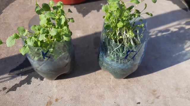 Протравитель для семян Рапса. смотреть онлайн