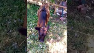 Кто проще?кого выбрать?Козу или корову?🐮🐐