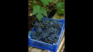 второе знакомство с виноградом АГАТ ДОНСКОЙ