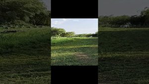 самодельная супергазонокосилка!