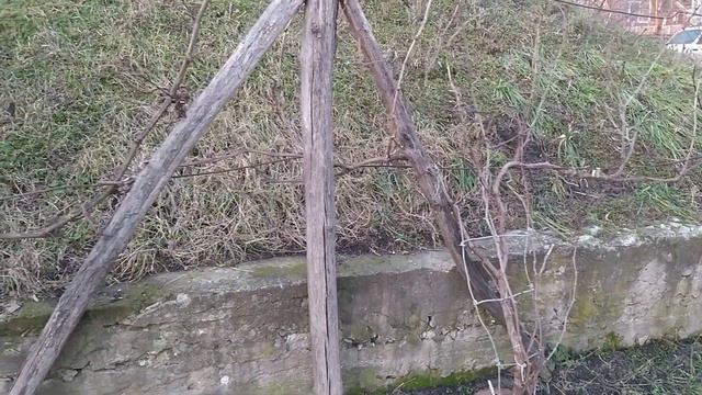 Виноград який ми не вкриваем