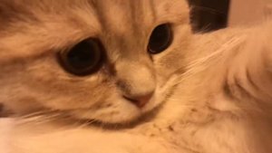 смешная кошка - слушай кричащее, счастливое животное - PERSI
