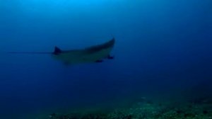 Manta birostris on Manta point, Komodo sea national park, Indonesia