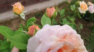 Молодые розы Дэвида Остина.Чарльз Дарвин,Краун Принцесс Маргарет,Чарльз Остин, Шропшир Лэд,Пегасус.