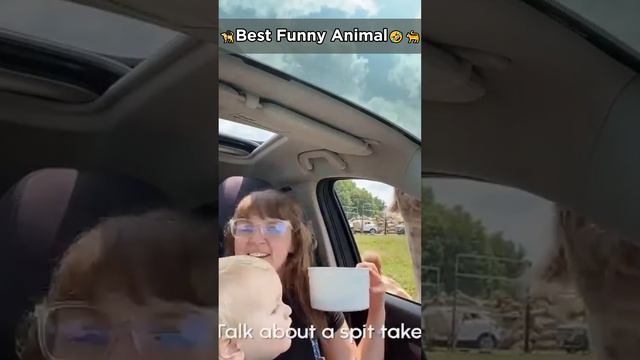 Best Funny Animal #1