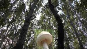 Собираем грибы, засуха, а грибы есть