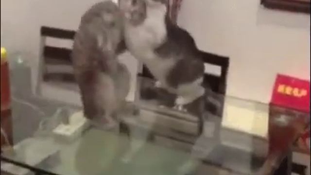 кот Федора Емельяненко смотреть онлайн