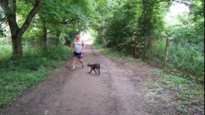 Как правильно приучить Кане Корсо выполнять команду ко мне!
