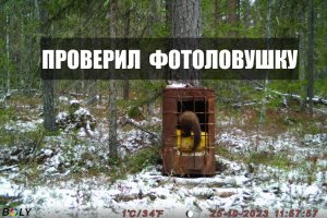 КУНИЦА попалась на фотоловушку. Отнёс соль на солонцы. Охота с лайкой.