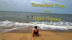 Впечатления об отдыхе на Шри-Ланке в отеле Tamarind Tree 3* 2024