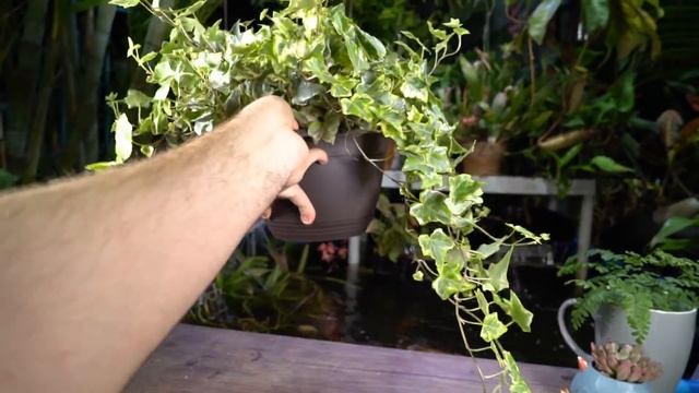 Houseplant Ivy Care смотреть онлайн