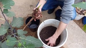 Как размножить БАНАН.