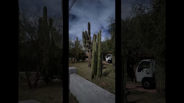 Why are there so many #cactus in Arizona? | Enjoy beautiful nature while hiking (Valentus)