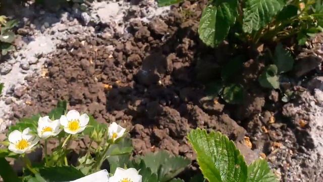 Цветет клубника,чем подкормит для хорошего цветения.