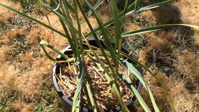 Чеснок / Стрелки чеснока / Полив чеснока / Garlic смотреть онлайн