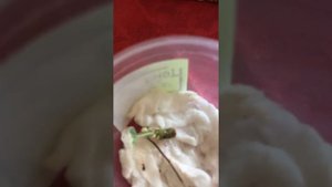 «Чёрная ножка» у моей пеларгонии. Мой опыт её спасения. #черная ножка# #какспастипеларгонию