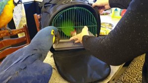 Элвис приехал домой!!!Попугай ара, какаду и Гиацинтовый Ара встречают брата!