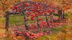 22 - 23 сентября  -  осеннее равноденствие. Праздник Урожая. Осенины.