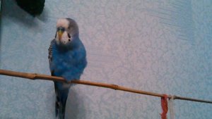 Поющий попугайчик Жужа