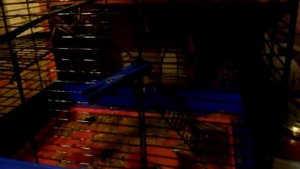 содержание бурундуков