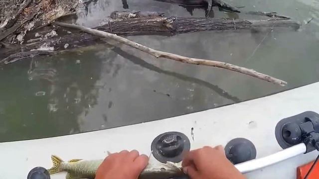 Удивительные животные,которых выращивают на фермах смотреть онлайн